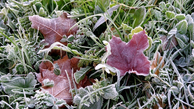 frosts_earth_frost_grass_leaves_autumn_634_2560x1440.jpg